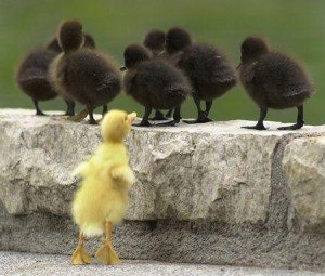 Inclusive - exclusão, preconceito. Patinho amarelo fica na ponta das patinhas tentando subir em mureta onde estão 6 patinhos pretos.