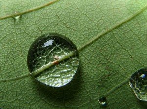 Gota de água em uma folha Gota de água em uma folha