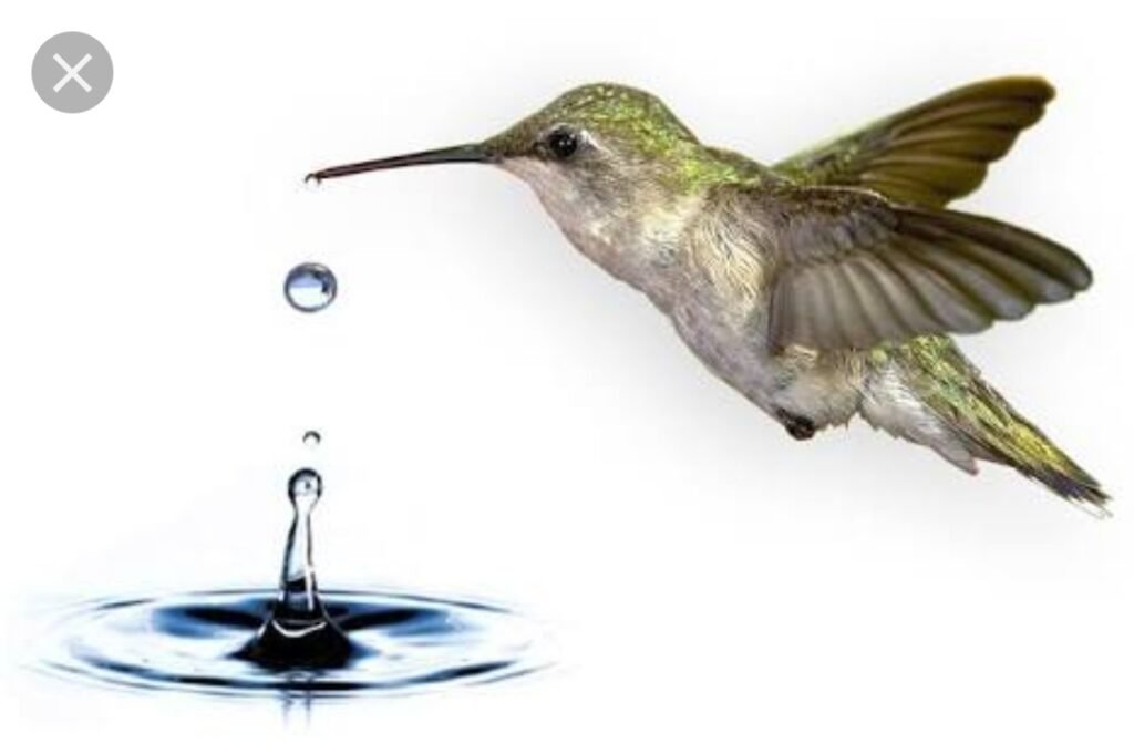 beija flor levando uma bota de agua no bico e depositando em lago.